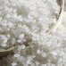 Memiss Rice 5 pounds vacuum packed pearl rice staple healthy good life