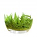 Daerlucky Alpine Green Tea Green Tea Tea Healthy No Additives 450g